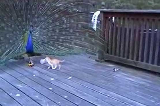 طاووس و بچه گربه مزاحم