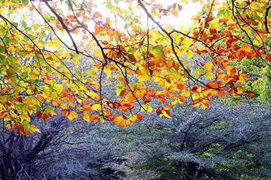 دلایل علمی تغییر رنگ درختان در پاییز