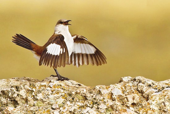 انقراض پرندگان زنگ خطر برای انسان‌ها