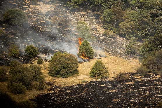 آتش​سوزی در یکی از زیستگاه​های گیاهی و جانوری