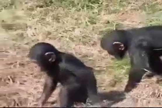 ذات خراب بچه شمپانزه