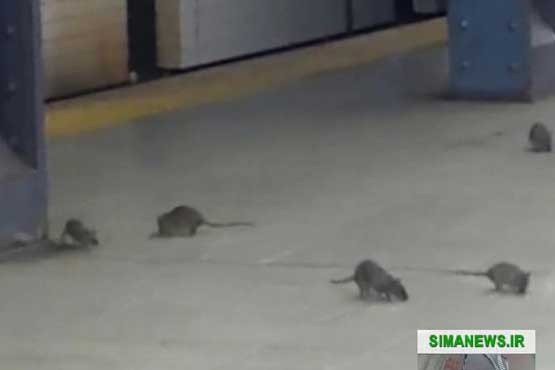 مبارزه با لشکر موش ها