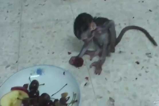 بچه میمون میوه نخورده بود