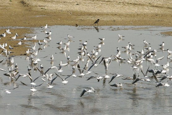 ممنوعیت شکار پرندگان مهاجر درگلستان