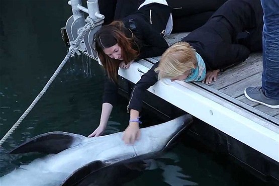 نوازش کردن دلفین