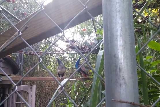 جیغ طاووس