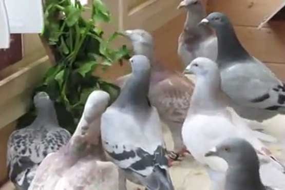 کبوترهای سبزی خوار