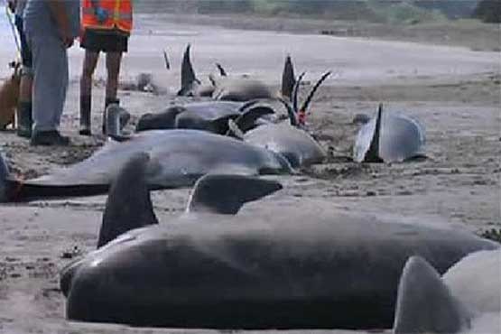 مرگ دلخراش نهنگ ها در ساحل نیوزیلند