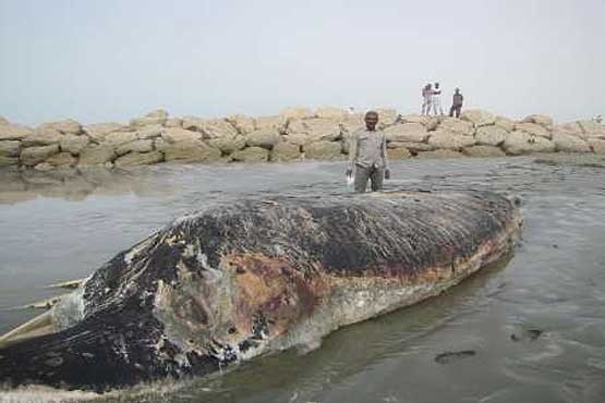 لاشه نهنگی در سواحل جاسک پیدا شد