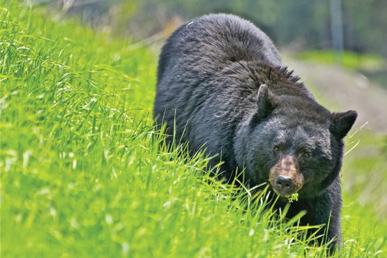 اجرای برنامه‌های حفاظتی برای بقای خرس سیاه