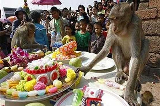 مهمانی میمون​ها در تایلند