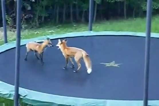 بازی روباه ها روی ترامپولین