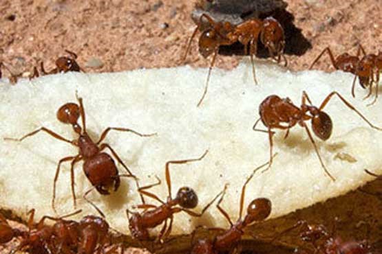 مورچه‌ها، خیابان‌های نیویورک را تمیز می کنند + عکس