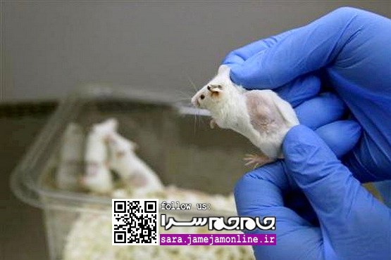 موش سفارش بدهید تا سرطانتان درمان شود!