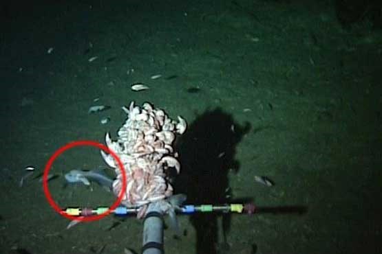 کشف یک ماهی عجیب در اعماق اقیانوس آرام + فیلم