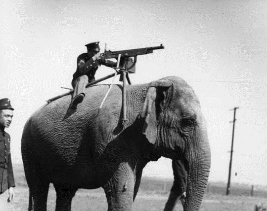 فیلی مسلح به مسلسل (۱۹۰۴م)/ عکس