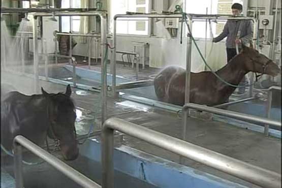 درمان جراحت اسب ها