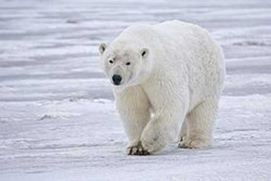 خرس قطبی و شکار والروس + فیلم