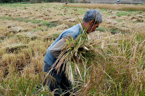 کشت برنج در ۱۴ استان ممنوع شد