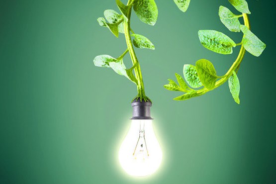 تولید برق از گیاهان