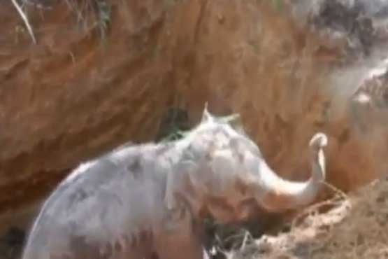 نجات بچه فیل از گودال