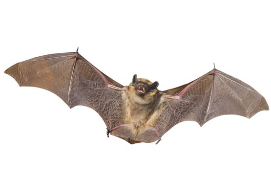 خفاش؛ عامل احتمالی شیوع ابولا