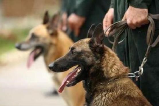 عربستان امنیت ورودی مرزهایش را به سگ ها سپرد