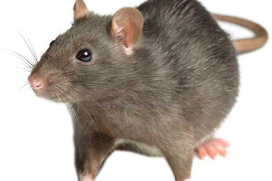 پرورش کلیه‌های انسان در بدن موش‌ها