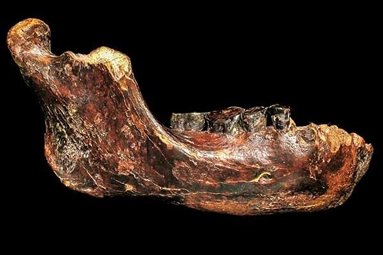 استخوان فک انسان 400 هزار ساله