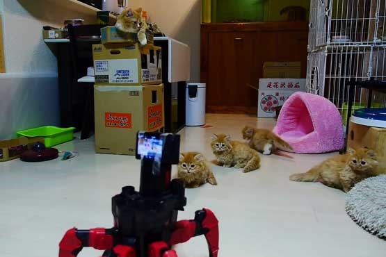 بچه گربه ها، مادرشان و  روبات جنگجو