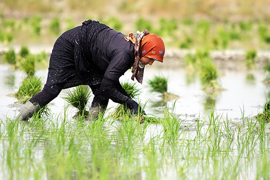 جلوگیری از کشت برنج در مناطق غیرشمالی