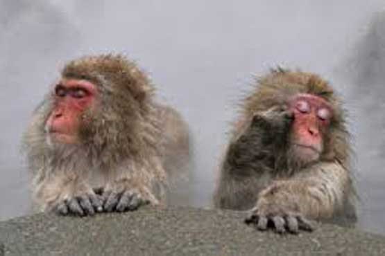 حمام آب گرم میمون ها در زمستان