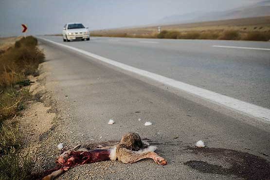 تهدید جان وحوش در جاده سرچم اردبیل