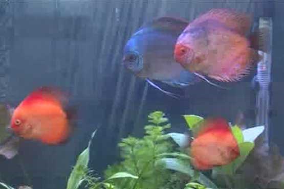 ماهی های زیبای زینتی