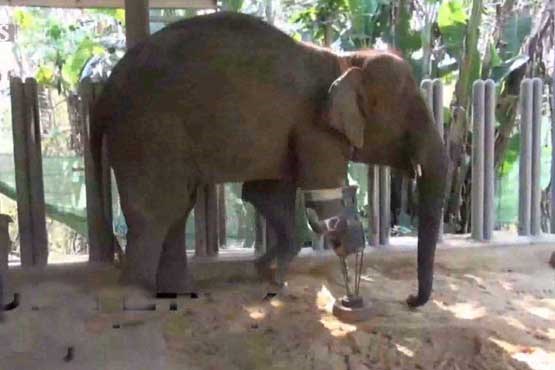 پای مصنوعی برای فیل معلول