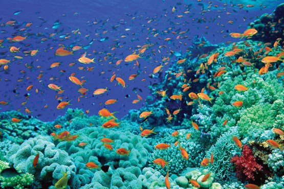 سیاره آبی و روز جهانی اقیانوس ها