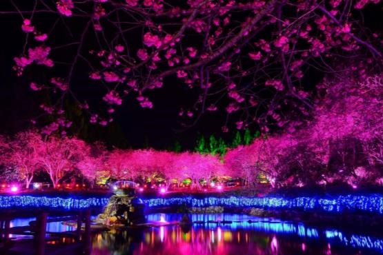 جشن شکوفه‌های گیلاس ژاپن+ فیلم