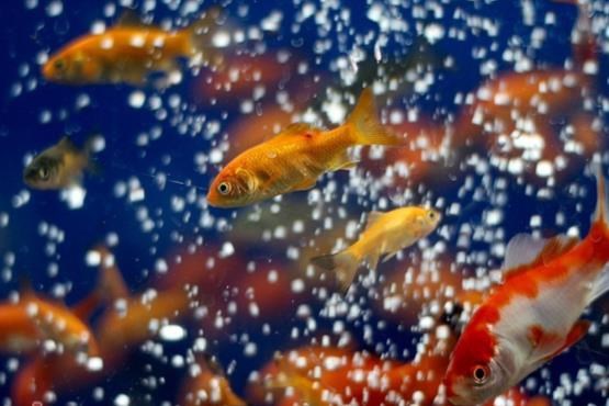 فروش ماهی قرمز و سمندر لرستانی تخلف است/ برخورد گشت‌های محیط زیست و نیروی انتظامی با متخلفان