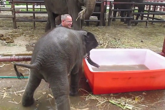 حمام کردن بچه فیل