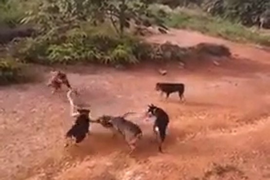 حمله سگ ها به شاه کبرا