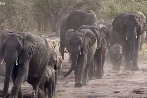 جنگ فیل ها بر سر آب + فیلم