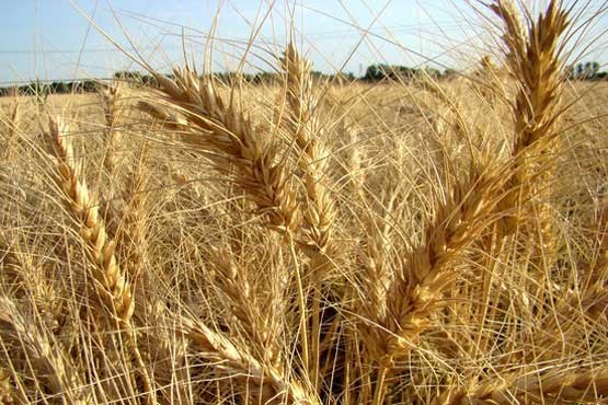 رکورد تولید گندم در کشور شکسته شد