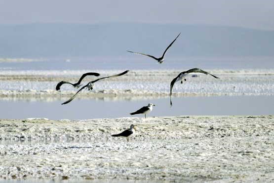 مرگ مشکوک پرندگان در دریاچه ارومیه