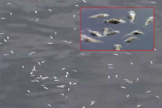 تلف شدن ۳۷ تن ماهی در دریاچه ریودوژانیرو