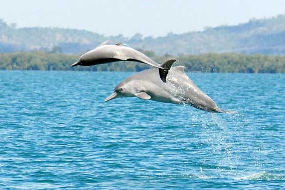 دلفین‌ها  گرفتار تورهای نامرئی صیادان