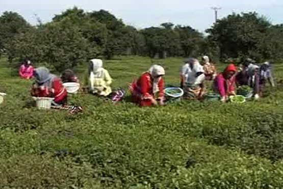 خرید تضمینی بیش از 17 هزارتن برگ سبز چای