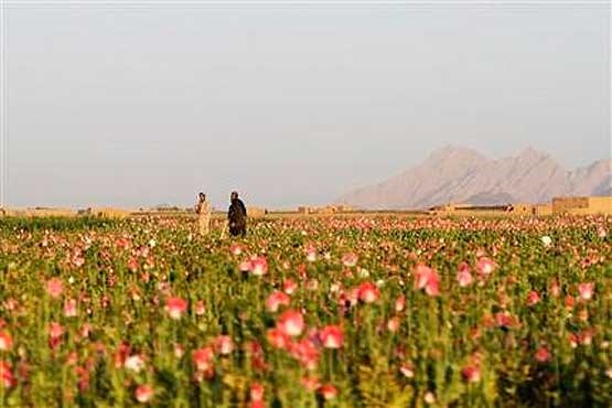 افغانستان تولید تریاک خود را افزایش می دهد