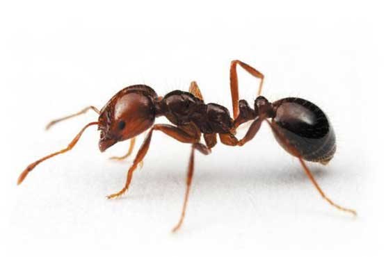 خود درمانی مورچه‌ها با داروهای طبیعی