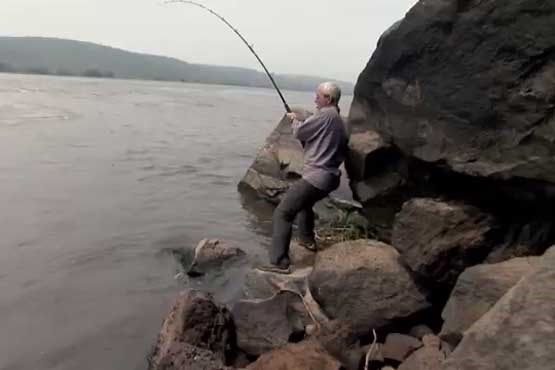 ببر ماهی گولیات ، هیولای رودخانه + فیلم + عکس