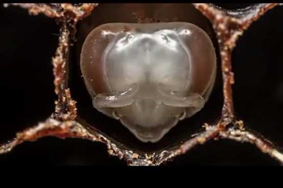 تولد زنبور در کندو